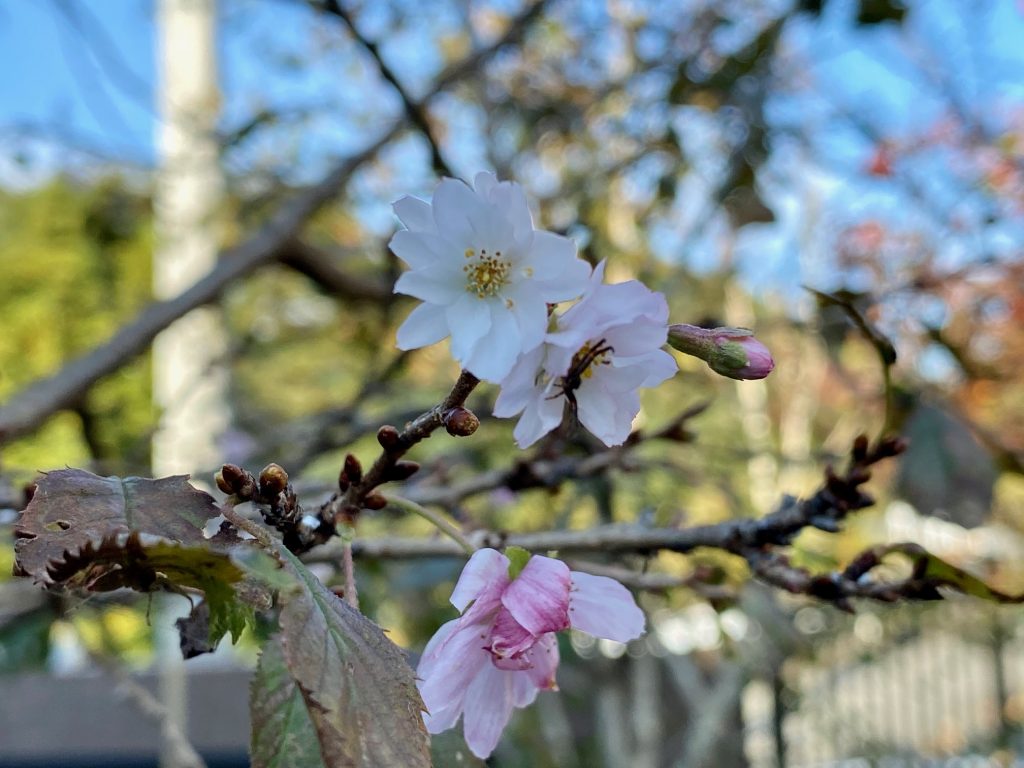 青根苑の寒桜